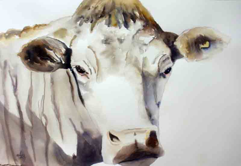 800x553 Kaysmithbrushworks White Cow ~ Day 18 Of 30 Paintings In 30 Days - White Cow Painting