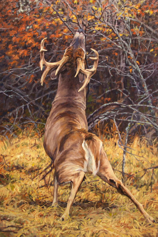 533x800 Original White Tailed Deer Painting Scrape Line By Ryan Kirby - White Deer Painting