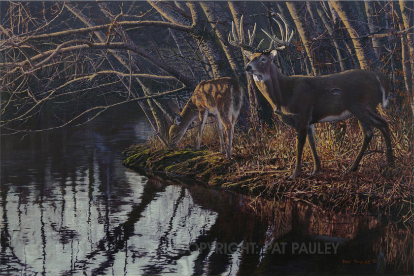 840x560 Shoreline Seclusion - White Deer Painting