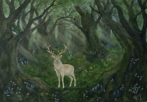 300x209 Stag Painting Watercolour White Deer Woodland Forest Wildlife - White Deer Painting