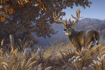 355x237 The 170 Best Deer Paintings Images On Deer, Wildlife - White Deer Painting