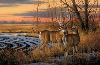 400x263 Whitetail Deer Art Wild Wings - White Deer Painting