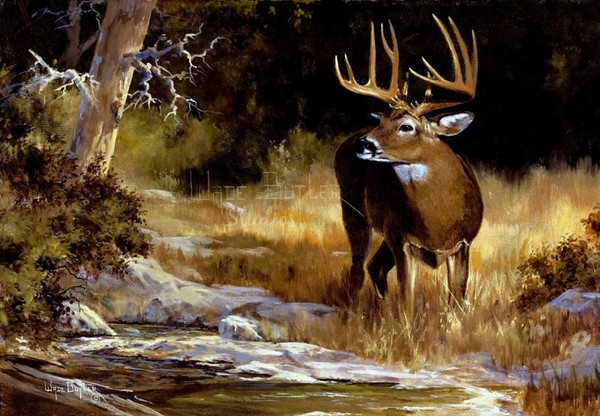 600x416 Whitetail Deer Art And Paintings For Sale - White Deer Painting