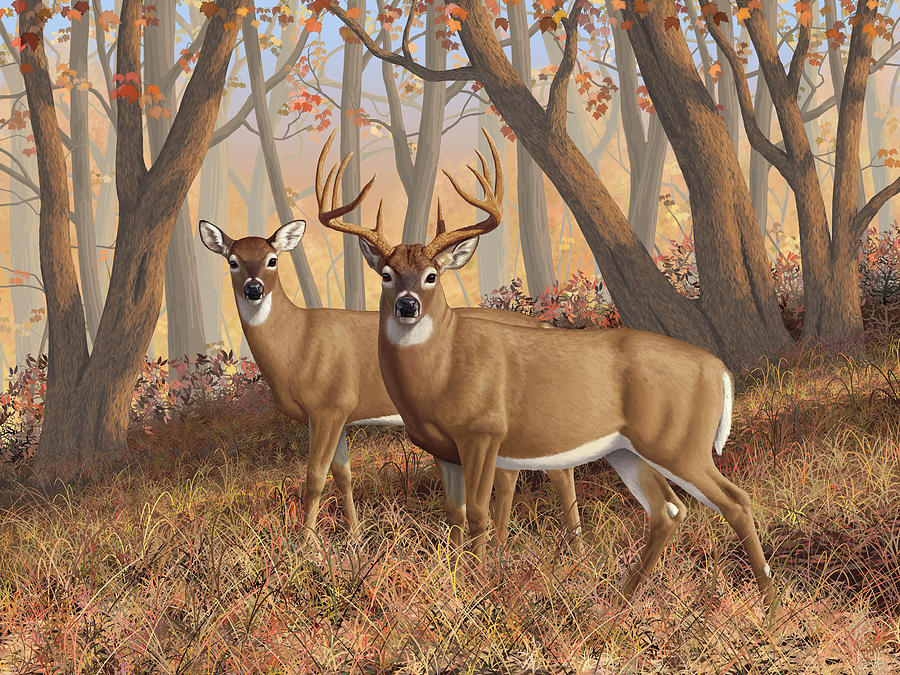 900x675 Whitetail Deer Painting - White Deer Painting