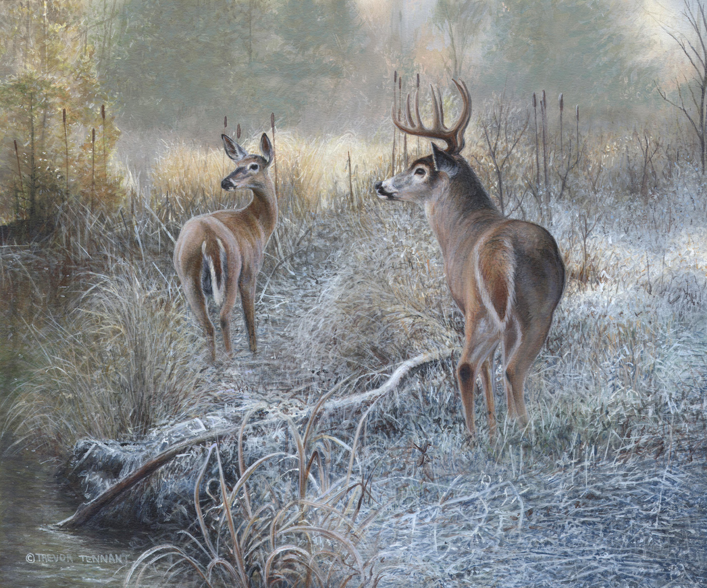 1400x1165 Whitetail Deer Painting Titled Morning Frost - White Deer Painting