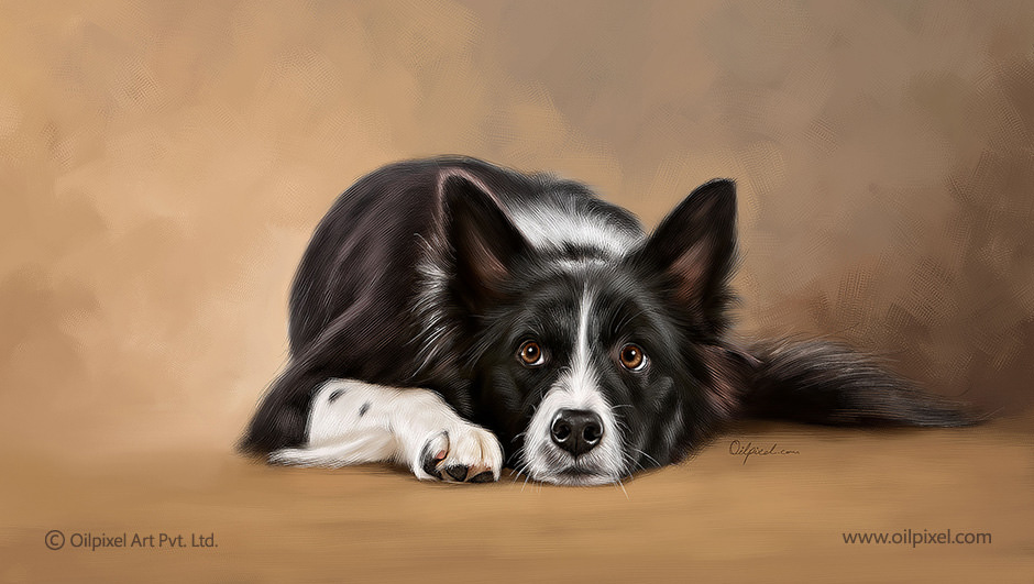 940x531 Pet Portrait Painting Of Black Amp White Dog Oilpixel - White Dog Painting