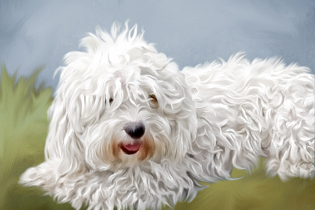 1024x683 White Dog Painting (Explored) Original Image - White Dog Painting