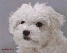 236x188 Maltese, Custom Pet Portrait Painting, Little White Dog, White Dog - White Dog Painting