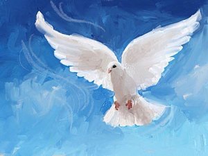 300x225 Flight Painting By Sheena Mccorquodale - White Dove Painting