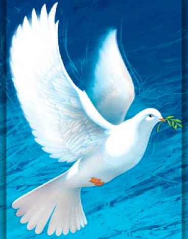 368x467 Funeral Costs Palmerston North Aaa Colenso Pehi Ltd Will Take - White Dove Painting