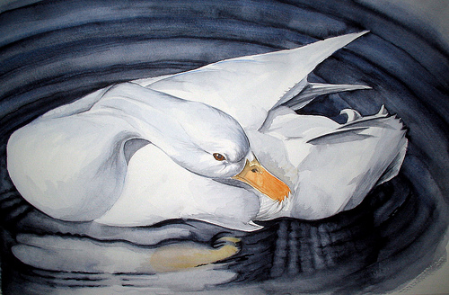 500x328 Marc Stroucken Painting Of White Duck In Watercolours - White Duck Painting