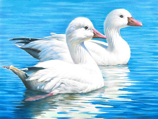 660x499 Winner Of The 2016 Duck Stamp Art Contest - White Duck Painting