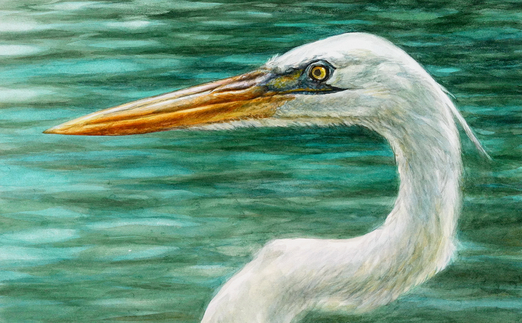 1040x644 Great White Heron - White Heron Painting