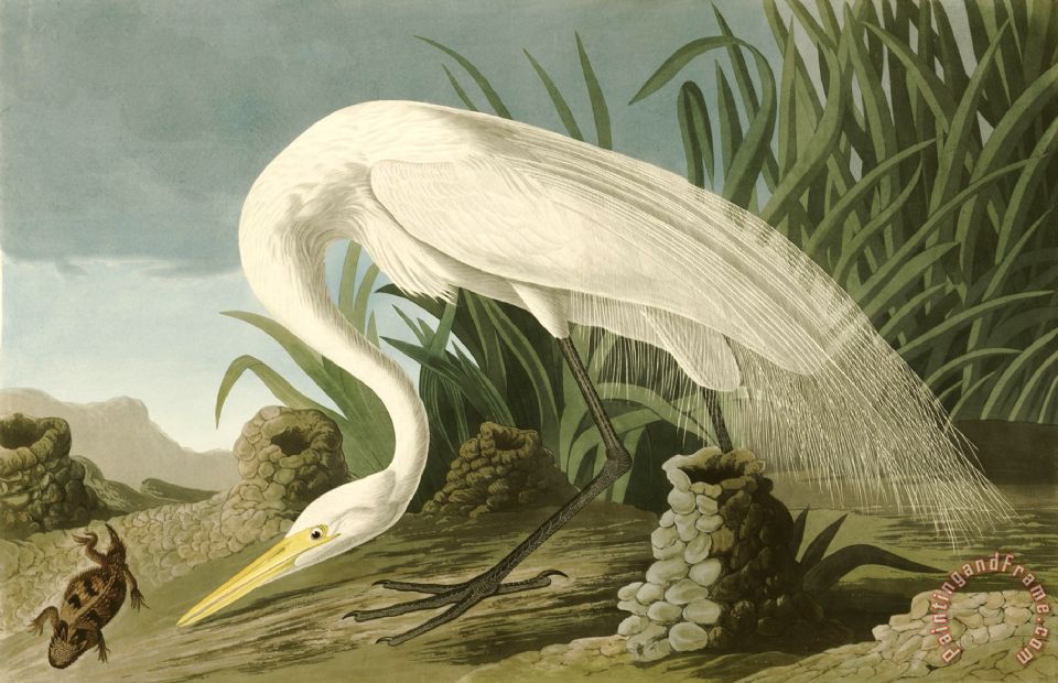 960x620 John James Audubon White Heron Painting - White Heron Painting