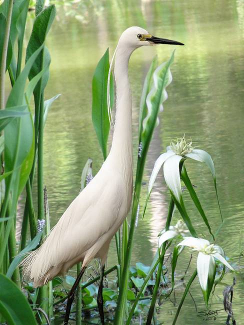 488x650 Stunning Egret Artwork For Sale On Fine Art Prints - White Heron Painting