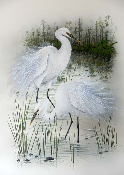 500x706 Gouache, Watercolour And Acrylic Artworks Of New Zealand Native - White Heron Painting