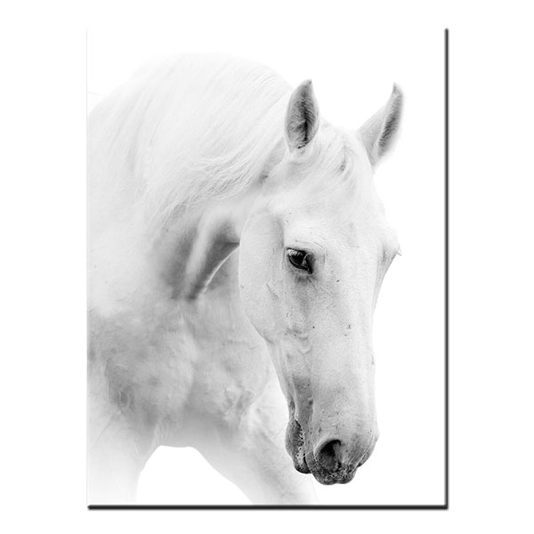 600x600 Canvas Prints For Living Room White Horse Head Wall Art Canvas - White Horse Canvas Painting