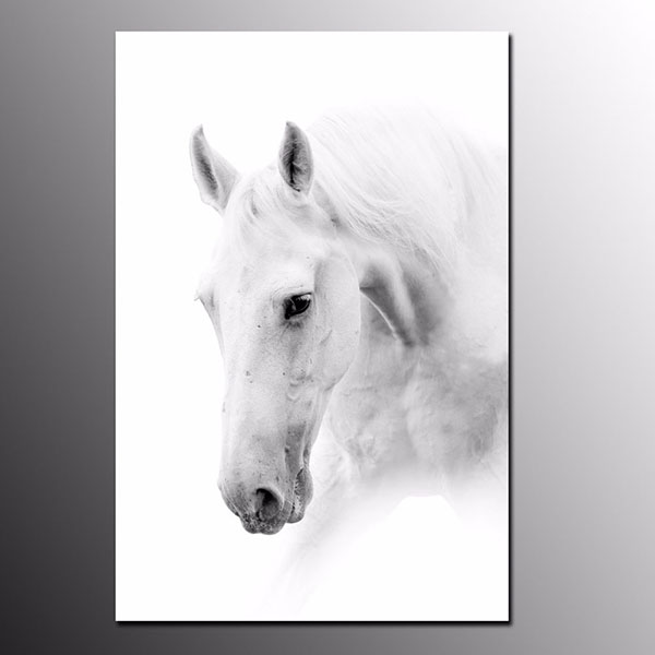 600x600 Large White Horse Canvas Printing Home Decor Wall Art Canvas - White Horse Canvas Painting