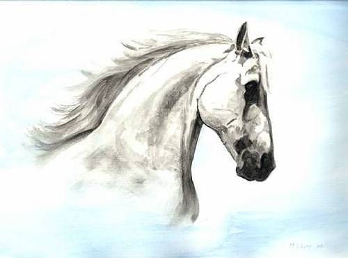 500x370 Welcome To Oil Paintings Amp Pet Care By Martyn White B Horse - White Horse Head Painting
