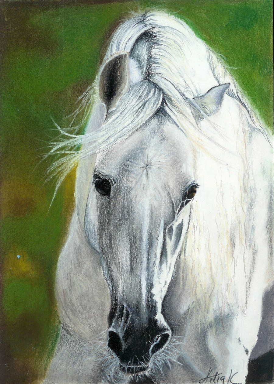 White Horse Head Painting at Explore collection of