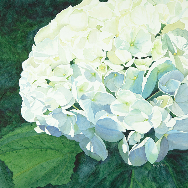 600x600 Hydrangea Painting By Lynda Bee White - White Hydrangea Painting