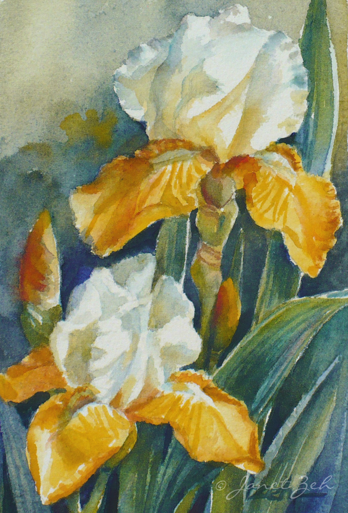 679x1000 Janet Zeh Original Art Watercolor Oil Paintings Yellow - White Iris Painting