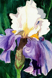 202x300 Purple And White Iris Painting By Janis Grau - White Iris Painting