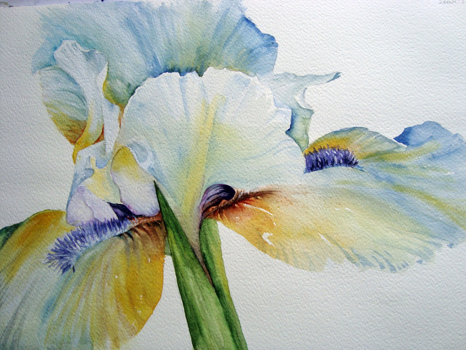 1600x1200 Watercolour Florals White Iris - White Iris Painting