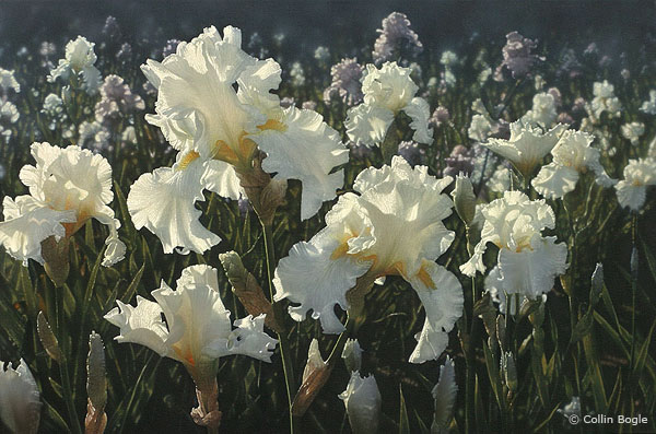 600x397 Iris Paintings, Iris Art Prints, Iris Garden Artist - White Iris Painting