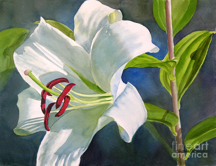 900x691 White Oriental Lily Painting By Sharon Freeman - White Lily Painting