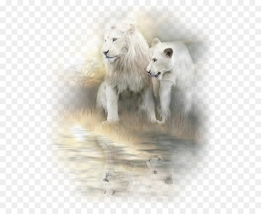 900x740 White Lion Painting Cat Art - White Lion Painting