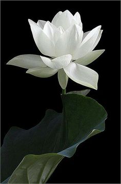 236x358 Pin By Tc Ratibe On Flowers - White Lotus Flower Painting