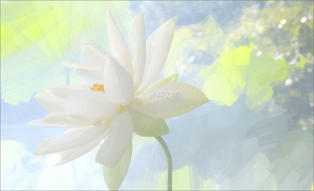 1024x624 White Lotus Flower Oil Paintings Lotus Flower Oil - White Lotus Flower Painting