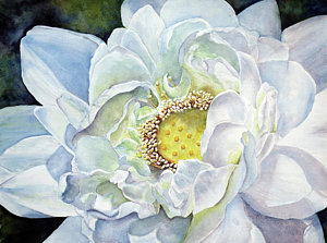 300x223 White Lotus Flower Paintings Fine Art America - White Lotus Flower Painting