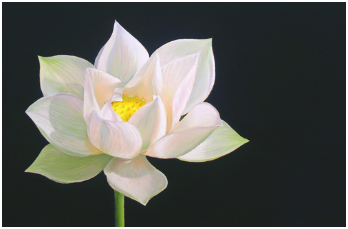 506x334 Florals Pastels Lotus Flower Original Modern Art Sale - White Lotus Flower Painting