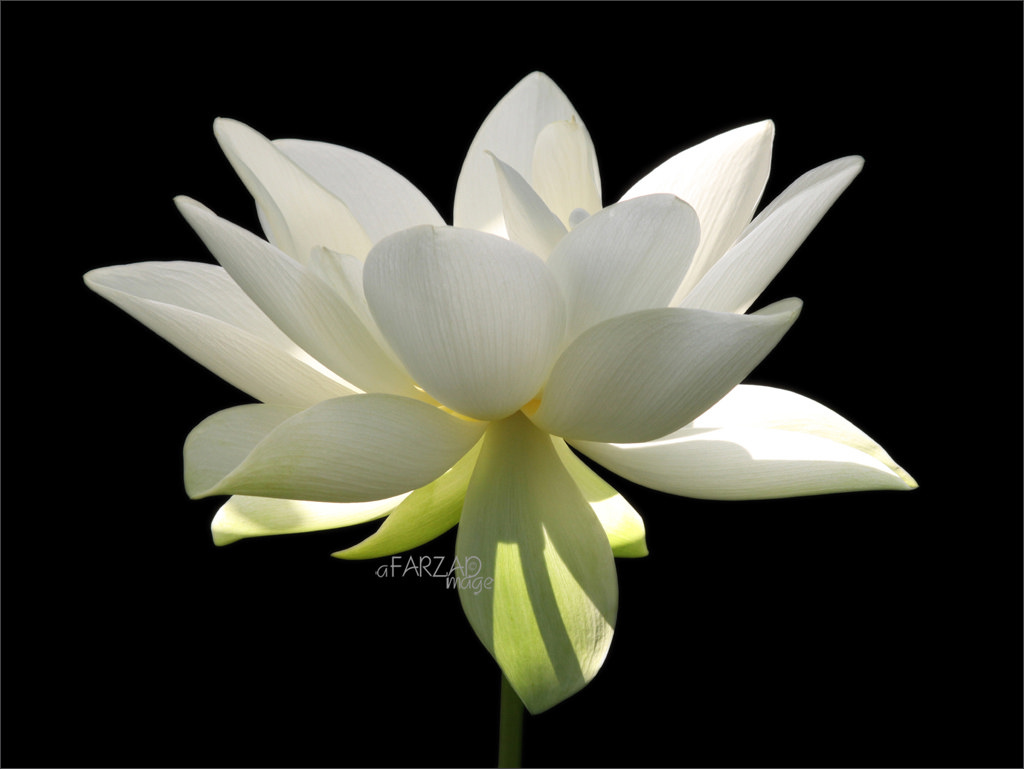 1024x769 Flower White Flower Sun Nature White Lotus - White Lotus Flower Painting