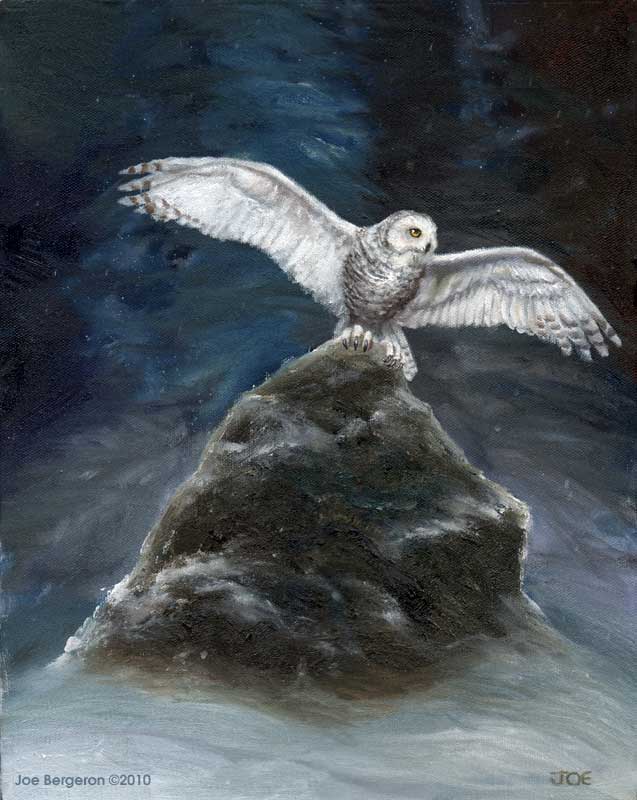 637x800 The White Owl - White Owl Painting