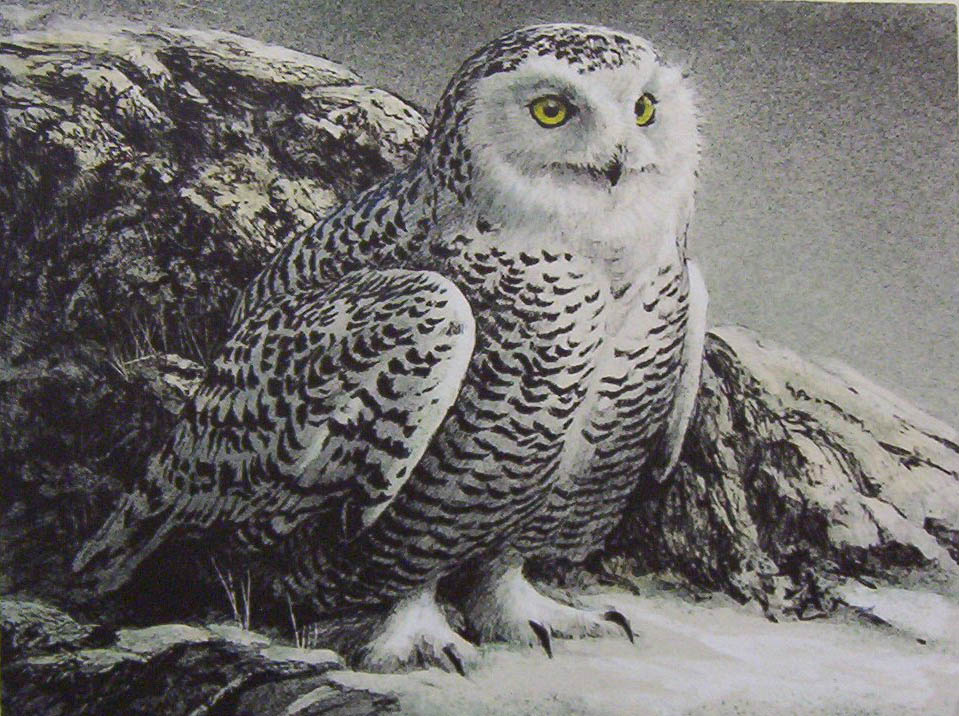 959x716 Art Country Canada Robert Bateman Snowy Owl Limited Edition - White Owl Painting