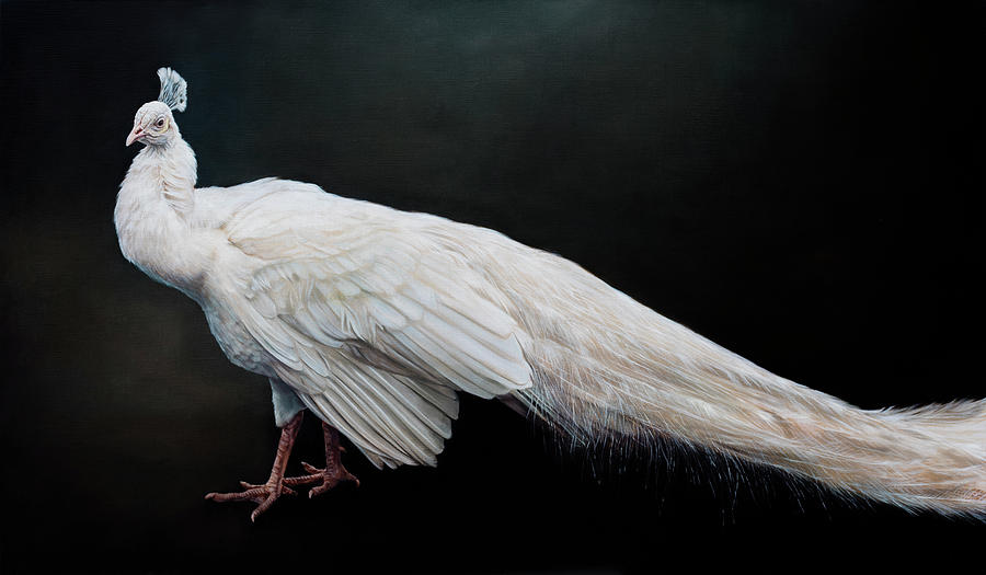 900x525 White Peacock 90 X 154 Cm Painting By Thomas Darnell - White Peacock Painting