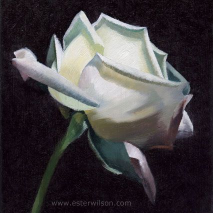 426x426 Oil Painting Of A White Rose By Ester Wilson - White Rose Oil Painting