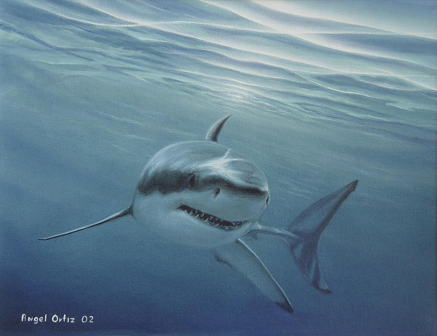 900x693 White Shark Painting By Angel Ortiz - White Shark Painting