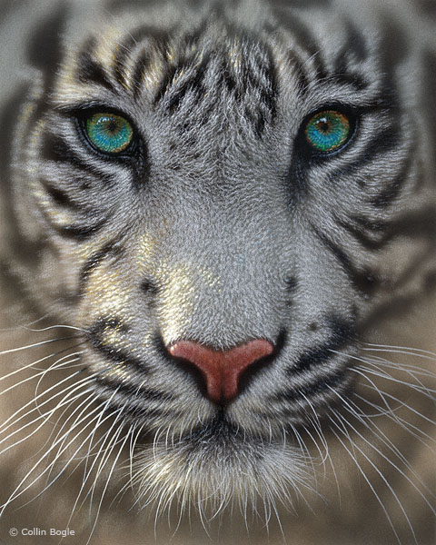 480x600 Tiger Paintings, Tiger Art Prints, White Tiger Artwork - White Tiger Painting