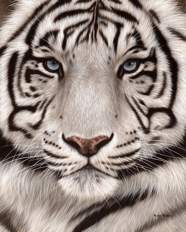 599x747 White Tiger Painting Art Print By Rachel Stribbling - White Tiger Painting