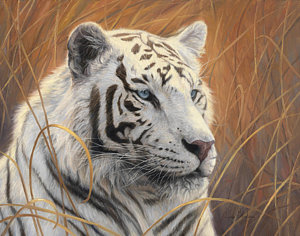 300x236 White Tiger Paintings Fine Art America - White Tiger Painting
