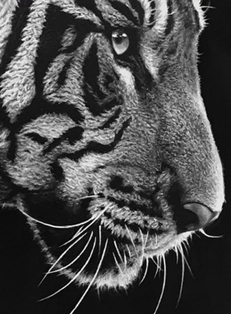 736x1000 Black And White Tiger Painting By Nick Sider Art And Photography - White Tiger Painting