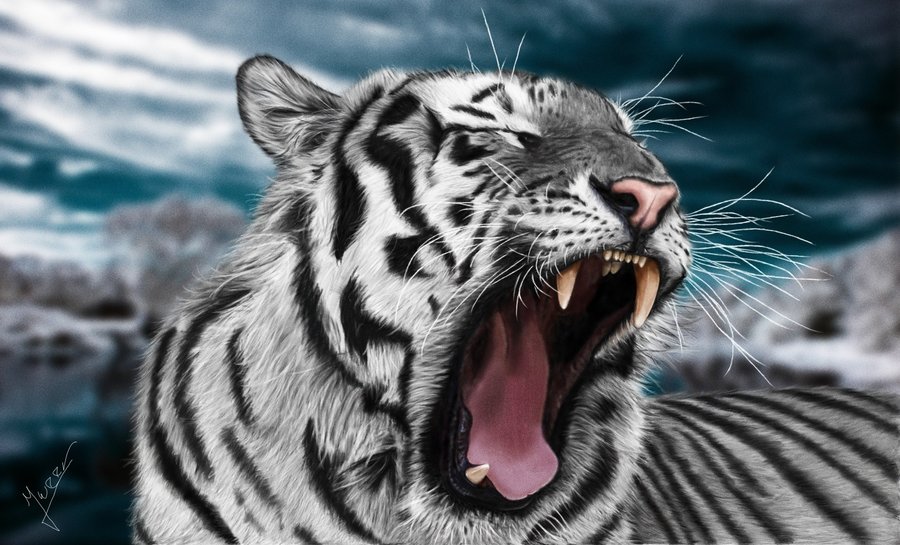 900x545 Painting White Tiger By Ineer - White Tiger Painting