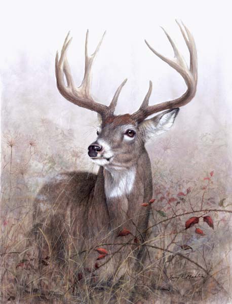 458x600 Whitetailed Deer And Other Wildlife Art By Larry K. Martin - Whitetail Buck Painting