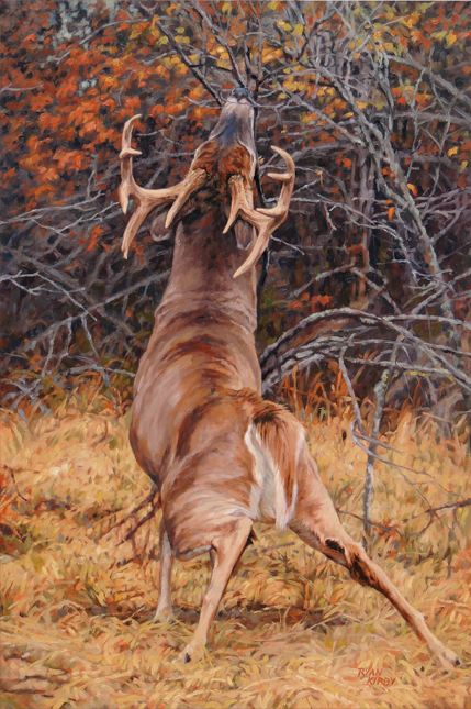 429x645 Original Oil Painting Whitetail Deer Ryan Kirby Autumn Harvest - Whitetail Buck Painting
