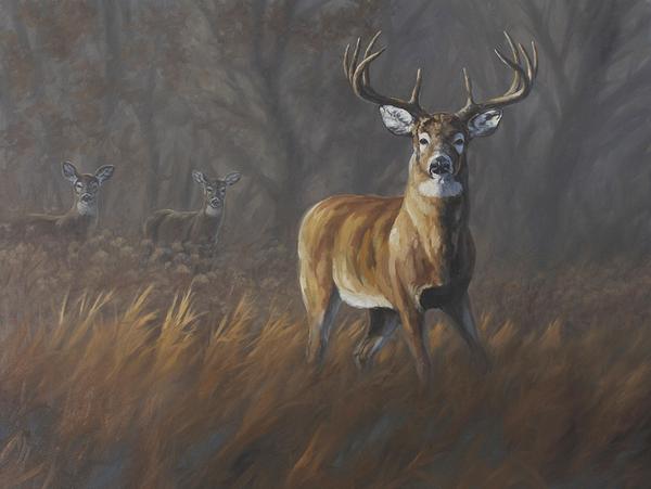 600x451 Sold Paintings - Whitetail Deer Painting