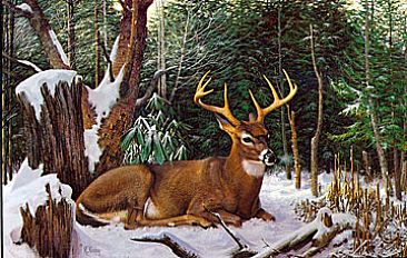 366x232 Whitetail Deer - Whitetail Deer Painting